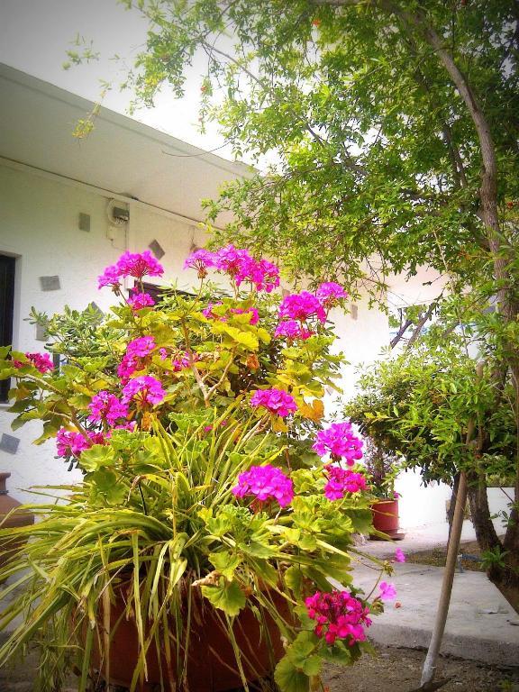 Thalassa Studios Faliraki Dış mekan fotoğraf